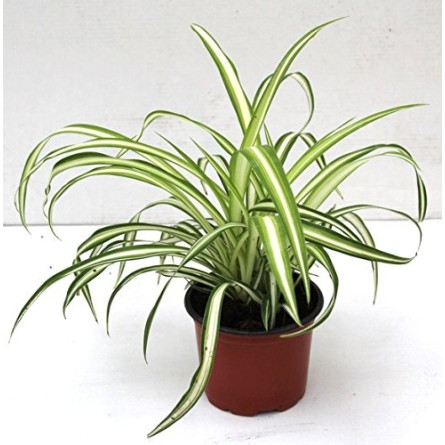 Chlorophytum(Spider Plant)